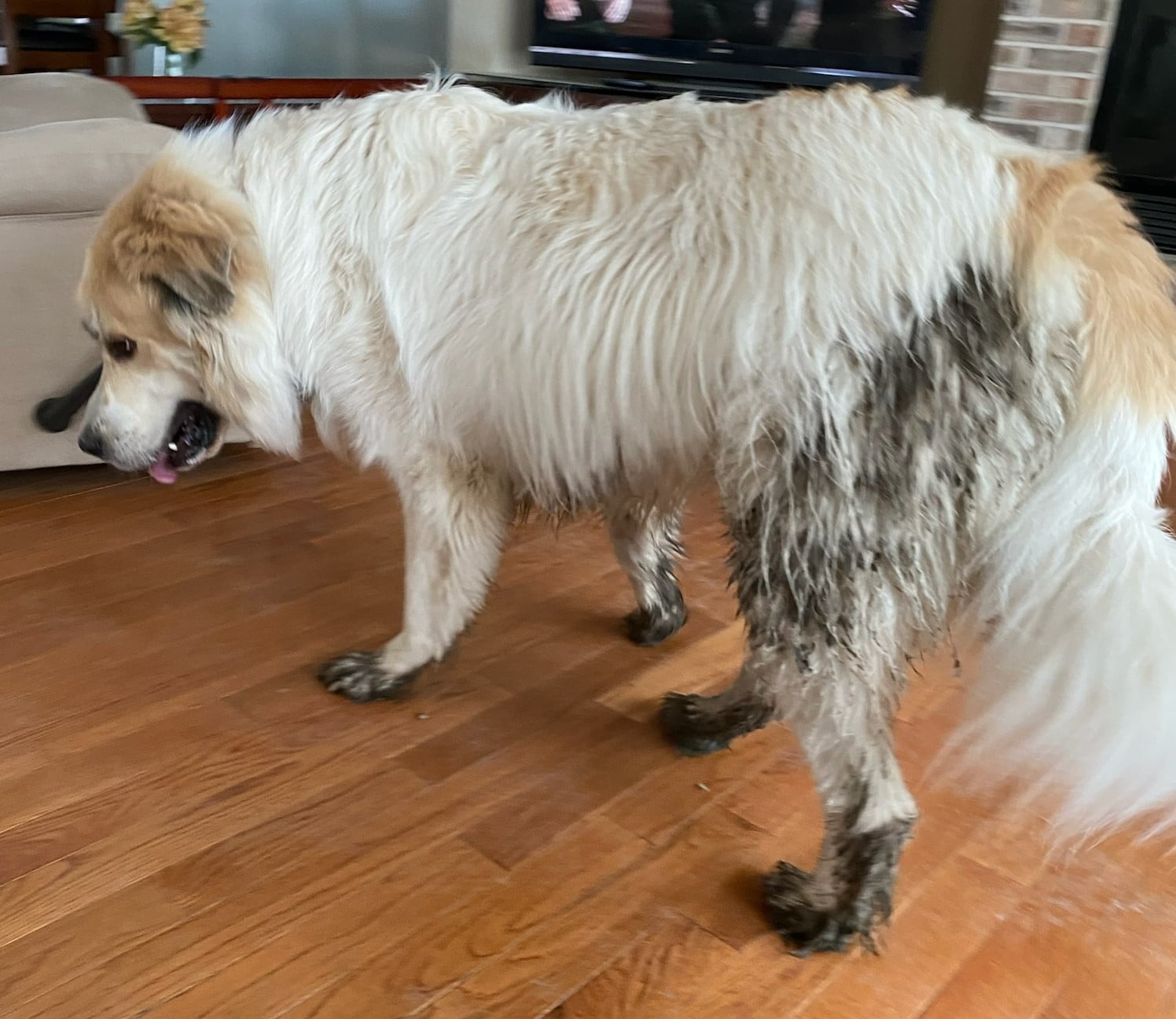 Bruno the Great Pyrenees
